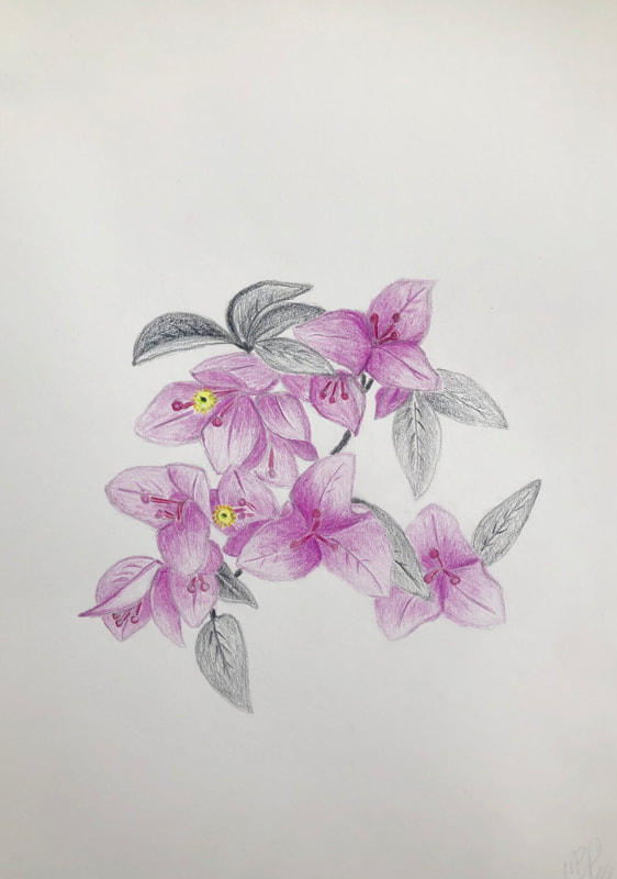 A plant life drawing of a  stem of Bougainvillea flowers on in pink and grey colour pencils by Melinda Blair Paterson 2022