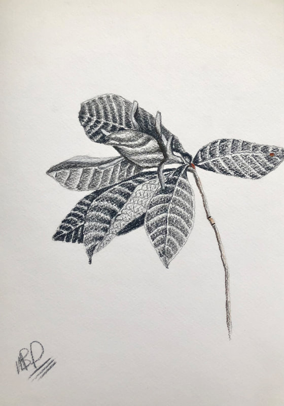 A plant life drawing of a gardenia bud on a stem in grey colour pencil by Melinda Blair Paterson 2022