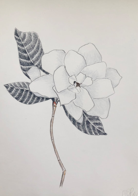 A plant life drawing of a gardenia flower on a stem in grey colour pencil by Melinda Blair Paterson 2022