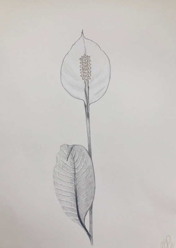 A plant life drawing of a peace lily flower and leaf in grey colour pencil by Melinda Blair Paterson 2022