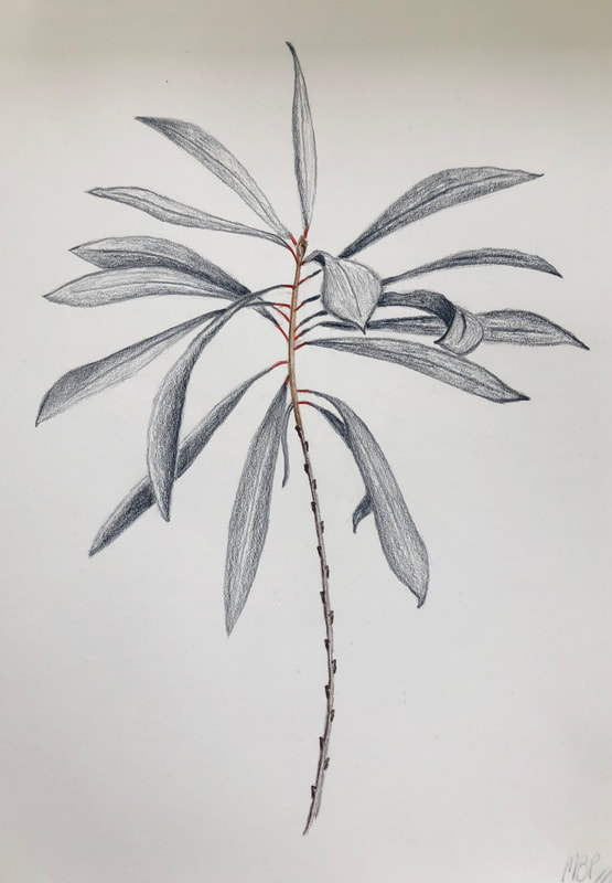 A plant life drawing of an unknown leaf species on a stem in grey colour pencil by Melinda Blair Paterson 2022