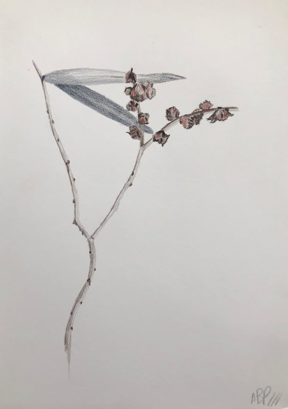 A plant life drawing of an unknown Australian gum leaf and nut species on a stem in grey colour pencil by Melinda Blair Paterson 2022