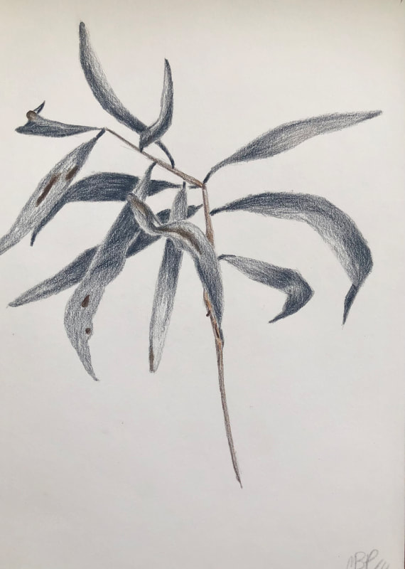 A plant life drawing of an unknown Australian gum leaf species on a stem in grey colour pencil by Melinda Blair Paterson 2022